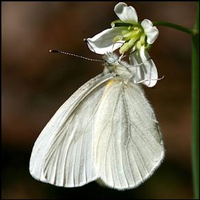 West Virginia White - Alabama Butterfly Atlas